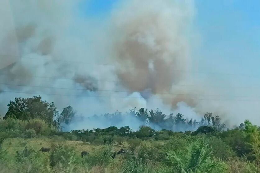 Un estudio indica que en forma diaria 20 mil nuevas hectáreas son alcanzadas por el avance del fuego.