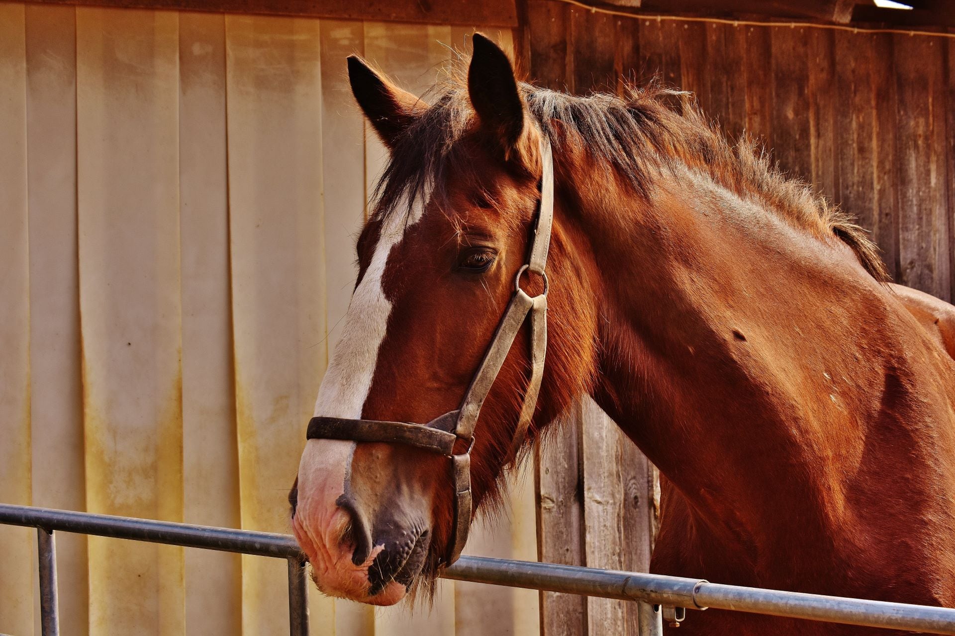 Confirmaron un caso humano de encefalitis equina en Santa Fe, el primero en más de 20 años. Imagen: Pixabay