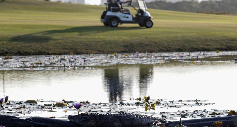 Los golfistas y los animales conviven en el campo olímpico de Río de Janeiro.