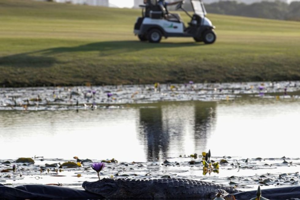 Los golfistas y los animales conviven en el campo olímpico de Río de Janeiro.