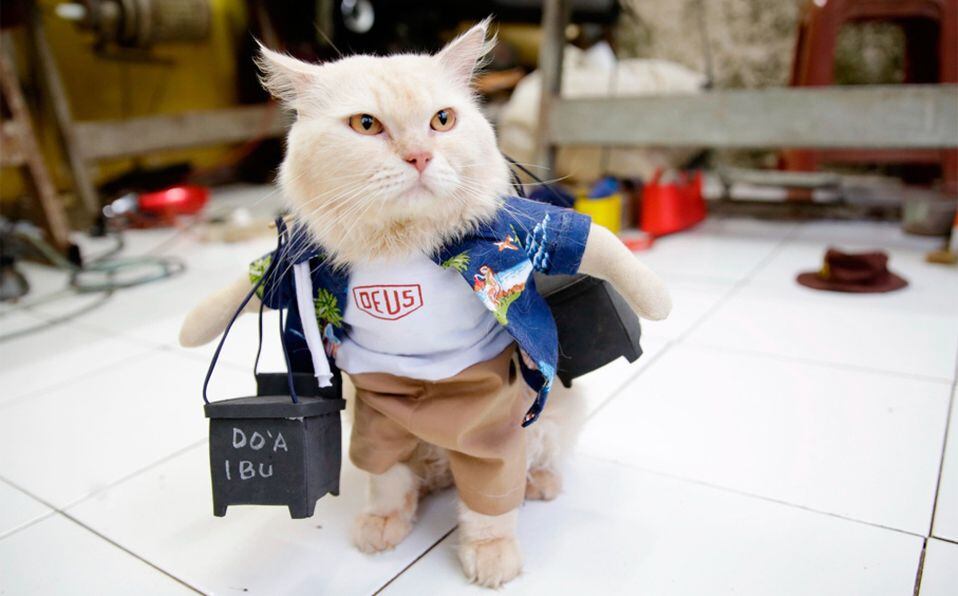 MeowTalk está disponible gratuitamente en iOS y Android, aunque incluye funcionalidades de pago, como el historial de maullidos.(Foto: EFE)