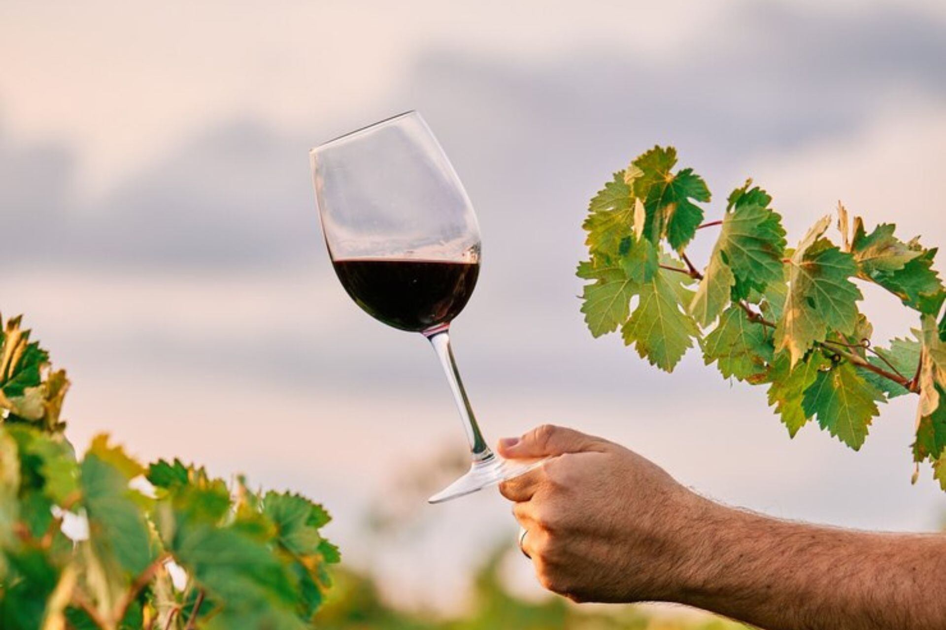 Día Mundial del Malbec