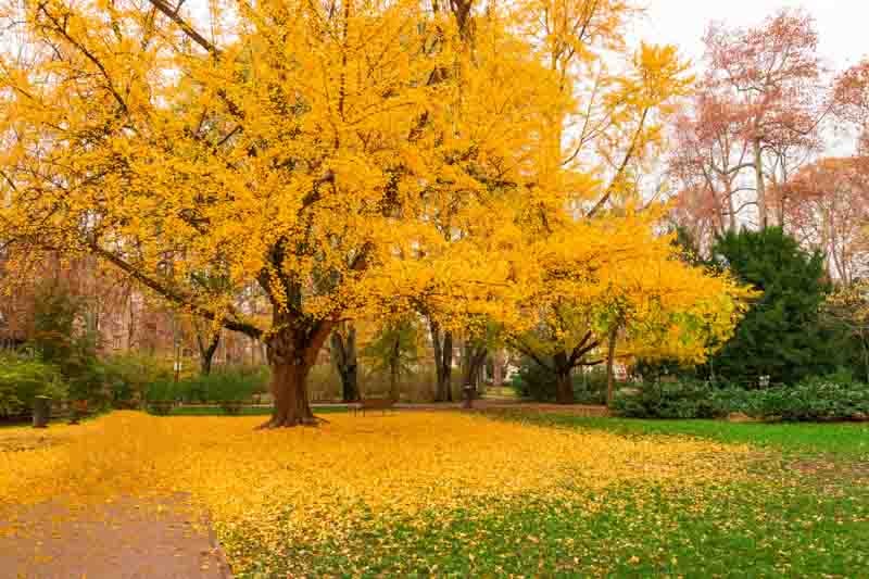 El Ginkgo biloba que sobrevivió a la bomba atómica y aún florece.