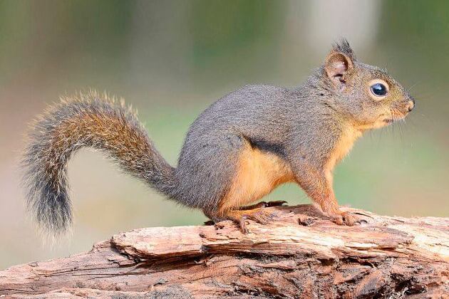 La ardilla de vientre rojo prolifera en la provincia de Buenos Aires.