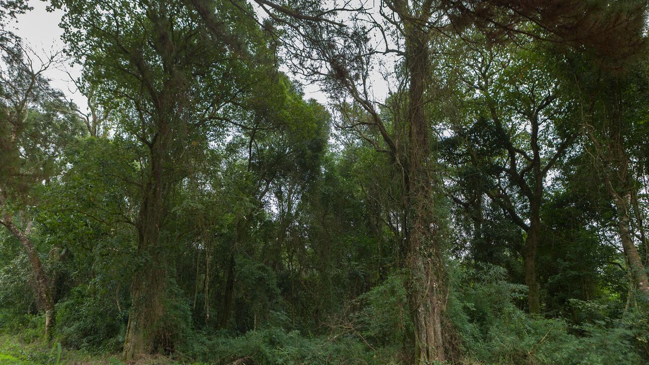 La normativa también busca fomentar las acciones destinadas a promover bancos de semillas y viveros de producción de plantines de especies nativas.