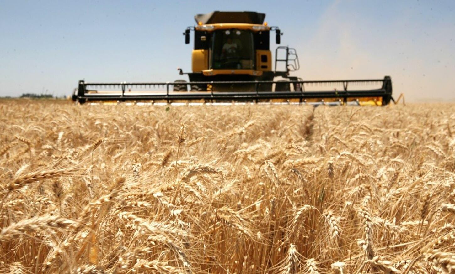 El 85 por ciento de los productores brasileños no está a favor de utilizar trigo transgénico y el 90 por ciento dijo estar dispuesto a detener sus compras de trigo argentino.