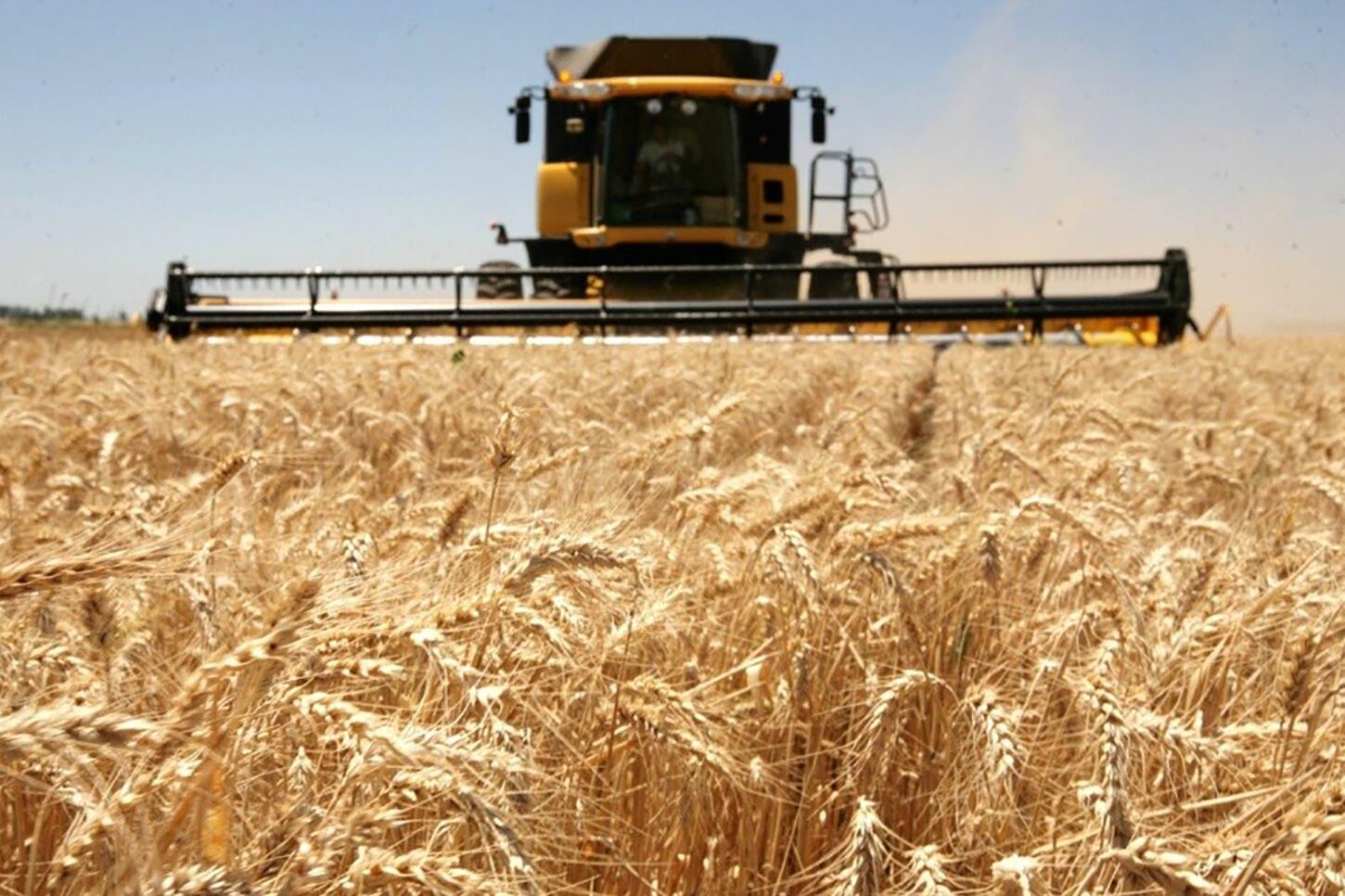 El 85 por ciento de los productores brasileños no está a favor de utilizar trigo transgénico y el 90 por ciento dijo estar dispuesto a detener sus compras de trigo argentino.