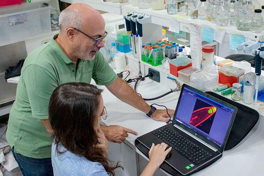 Javier Palatnik y Julia Baulies observando las imágenes de microscopía de fluorescencia de las raíces de Arabidopsis.