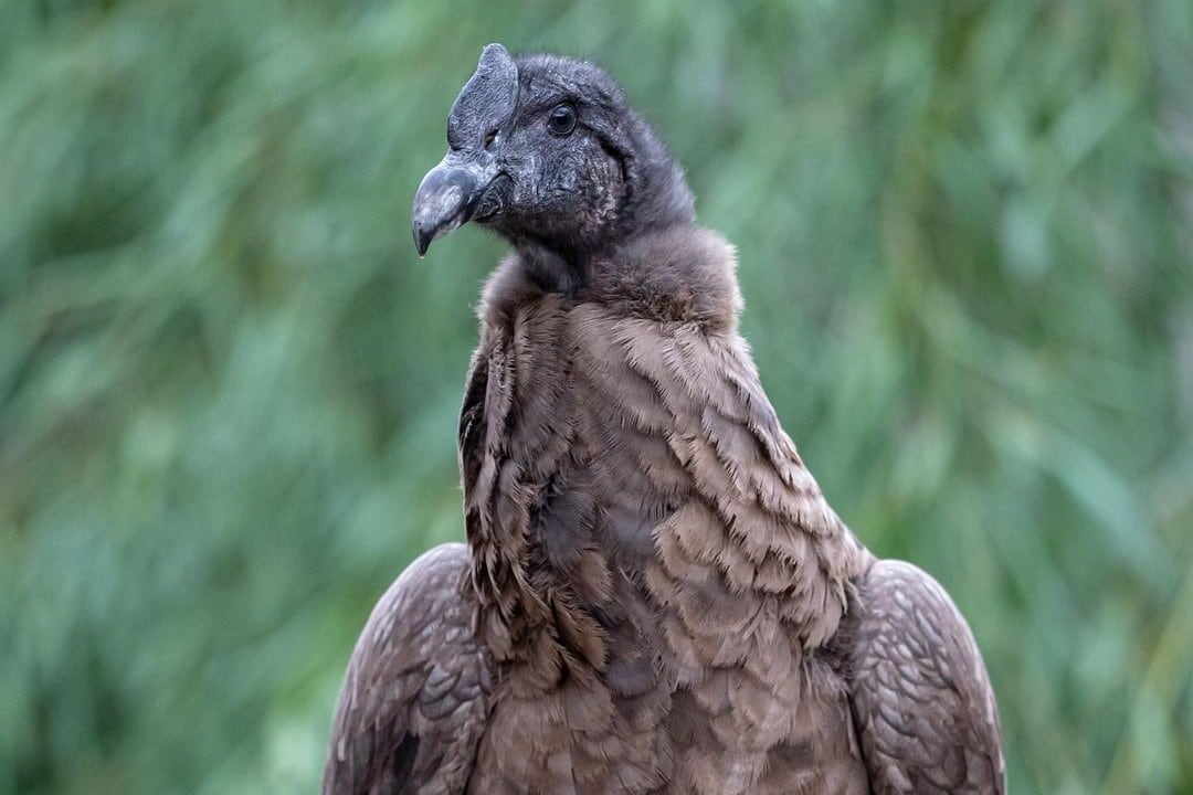 Dos cóndores andinos fueron liberados en la provincia de Río Negro. (IG/@fundaciontemaiken)