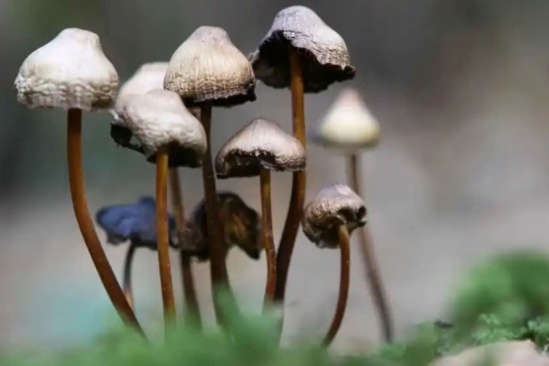 La ciencia sigue estudiando el uso de drogas psicodélicas para el tratamiento de la depresión. (Foto: Pixabay)