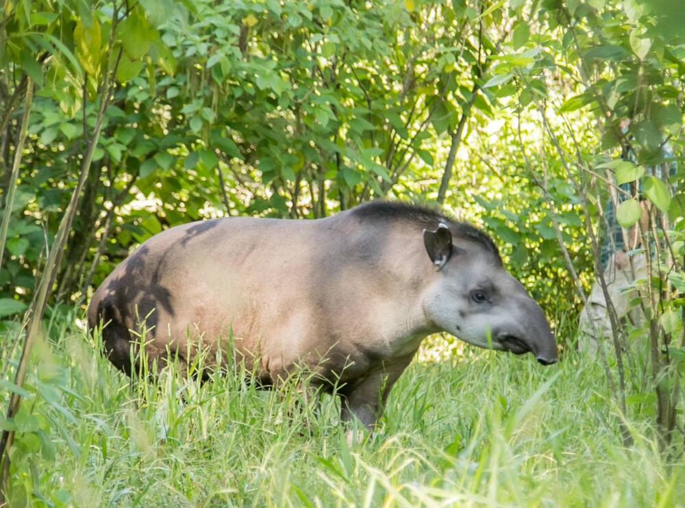 Suyana, la tapir liberada en Tucumán que fue matada por cazadores furtivos. 
