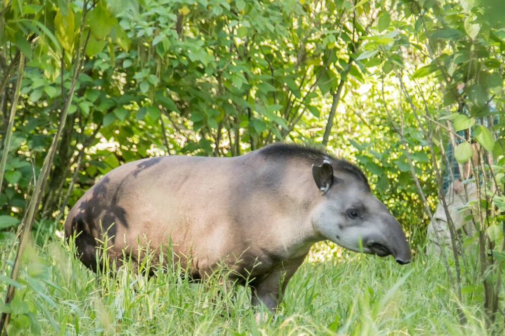 Suyana, la tapir liberada en Tucumán que fue matada por cazadores furtivos.