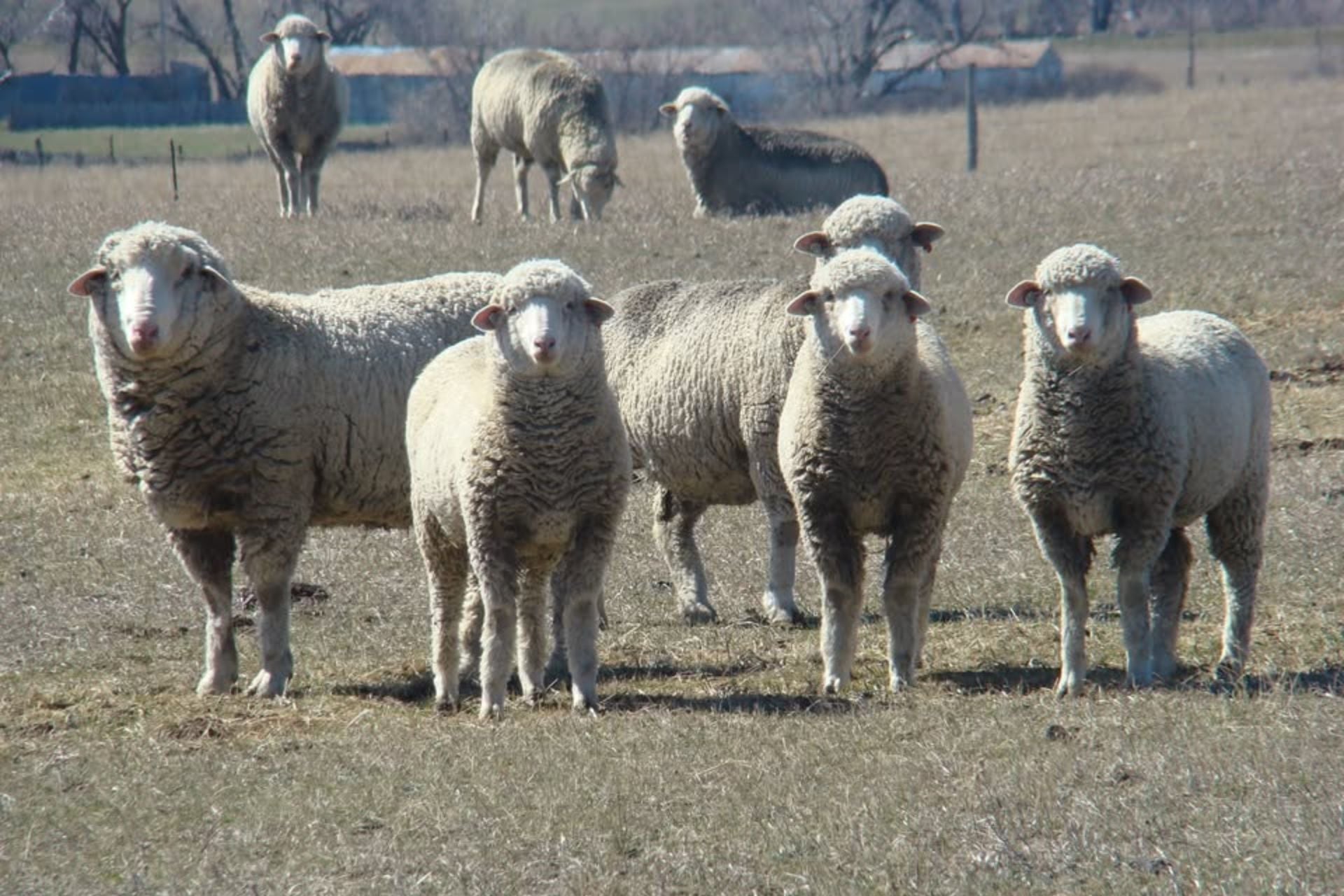 Las exigencias de Chile para volver a importar carne argentina de la Patagonia