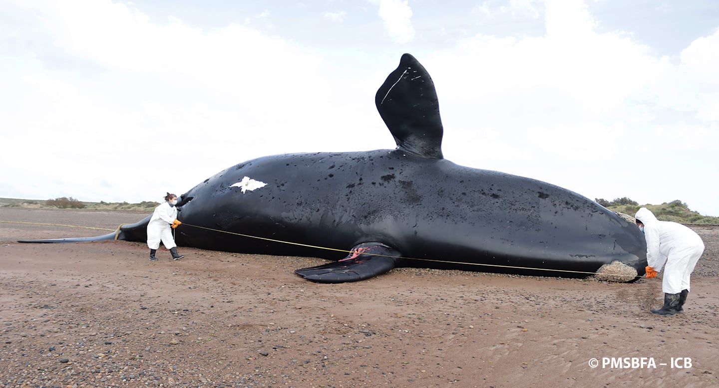 Ya son 30 las ballenas fallecidas en Chubut. Imagen ICB
