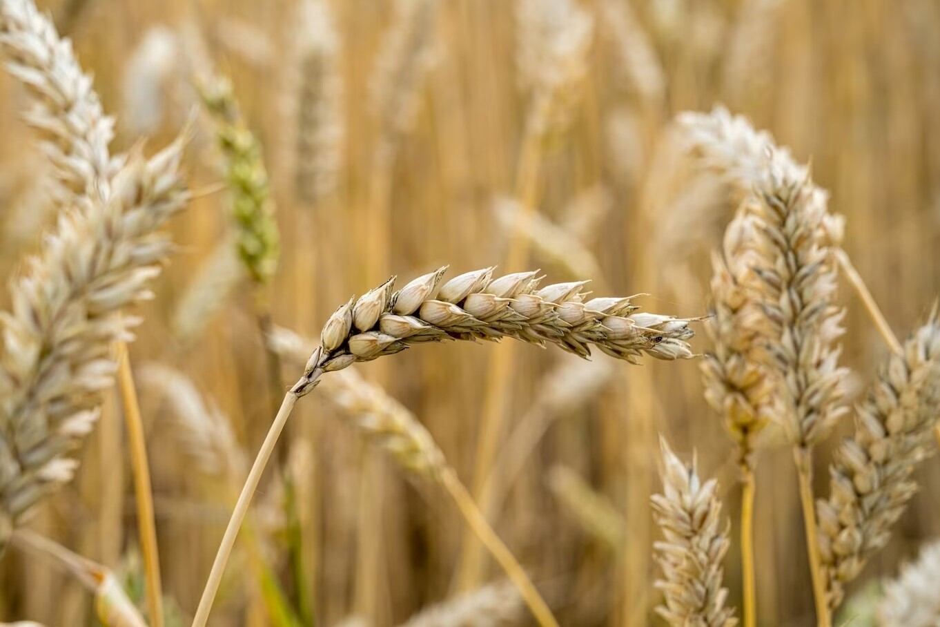El 5 de mayo es el Día Internacional del Celíaco. Imagen: Freepik.