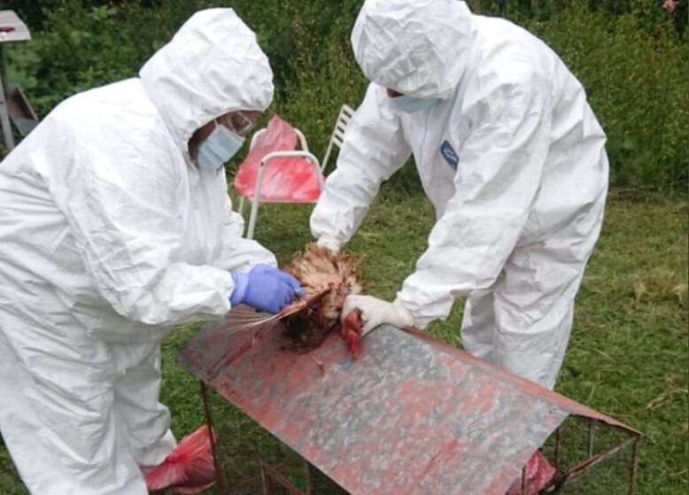 Se detectó un nuevo caso de gripe aviar en Córdoba. Imagen: Senasa
