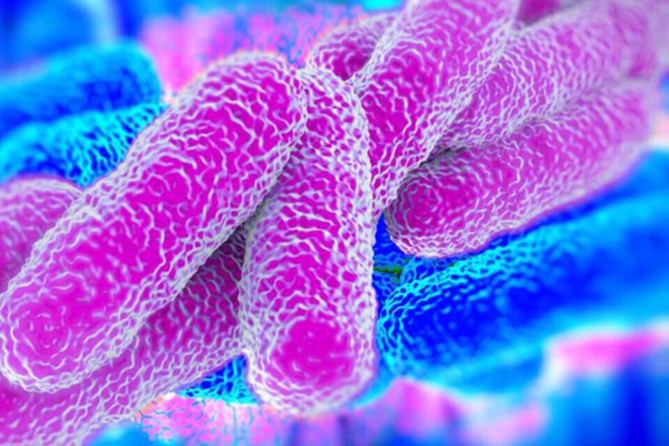 Barrido electrónico y microscópico de la bacteria de la legionella. Imagen: Pixabay.
