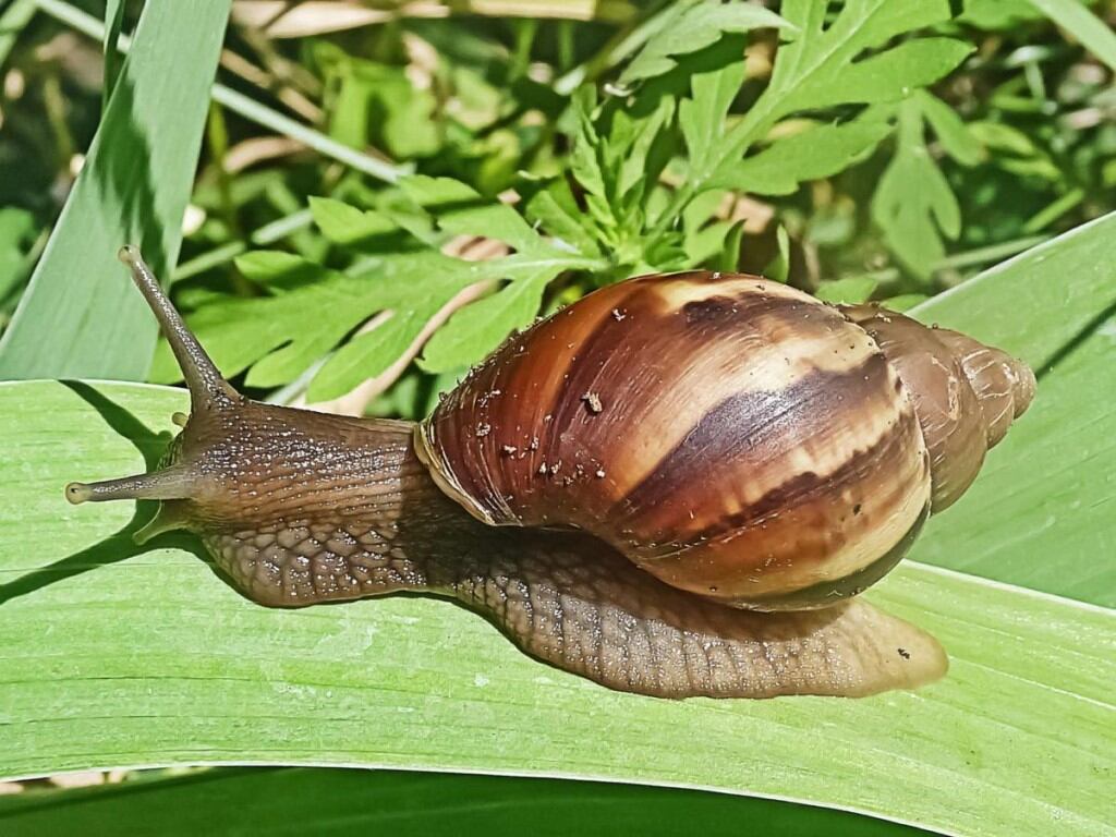En Misiones detectaron la presencia de caracoles africanos gigantes y son peligrosos.