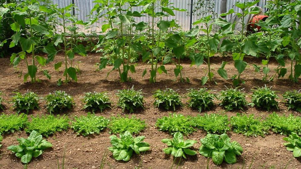 "Debemos elegir qué comemos", dicen las Nutricias.