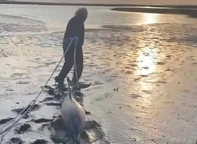 Emotivo rescate de dos delfines en Río Negro. Imagen: captura de tv