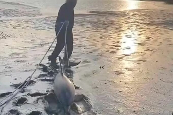 Emotivo rescate de dos delfines en Río Negro. Imagen: captura de tv