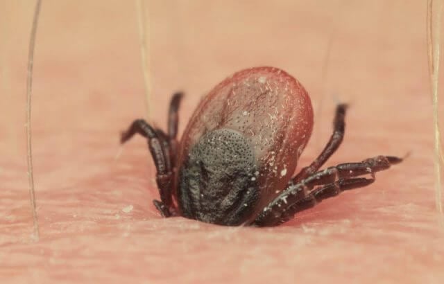 Esta infección está causada por un virus, cuyo mecanismo de transmisión principal es la picadura de la garrapata del género "Hyalomma". (Pexels)