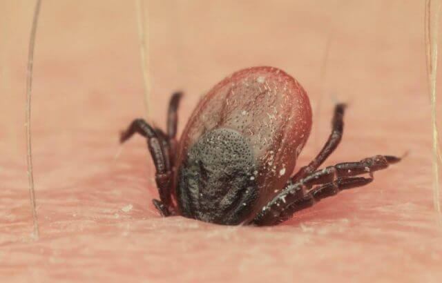 Esta infección está causada por un virus, cuyo mecanismo de transmisión principal es la picadura de la garrapata del género "Hyalomma". (Pexels)