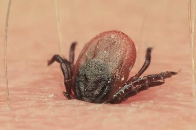 Esta infección está causada por un virus, cuyo mecanismo de transmisión principal es la picadura de la garrapata del género "Hyalomma". (Pexels)