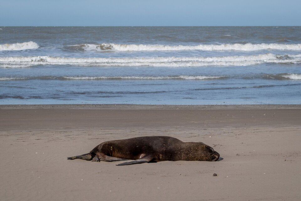 En Argentina, una epidemia de gripe aviar en la costa atántica ya se cobró la vida de un centenar de lobos marinos.