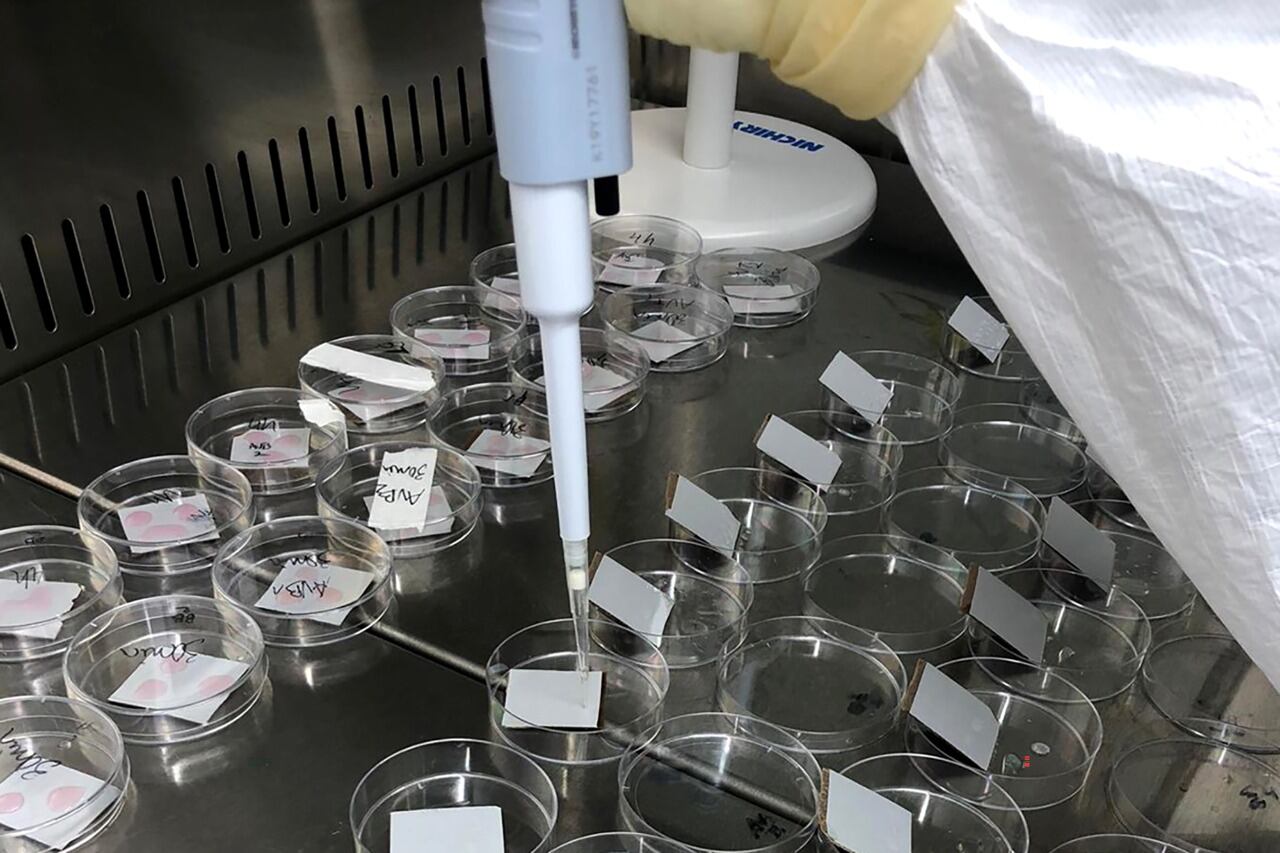 Tiene un "costo de producción mucho más bajo" que las convencionales, lo que las hará "mucho más accesibles para los países pobres".