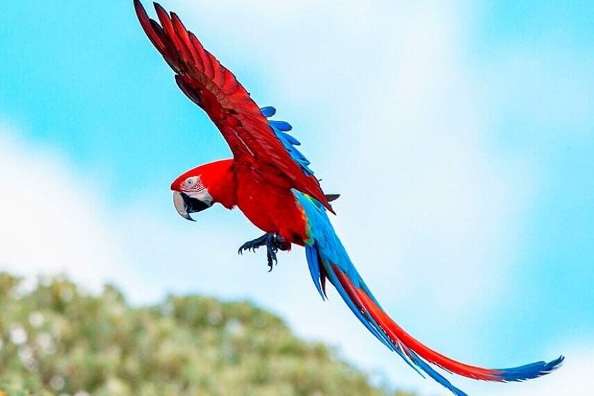 Apio, Puerro, Pistacho y Merey ahora vuelan libres en el Gran Parque Iberá. (Imagen ilustrativa)
