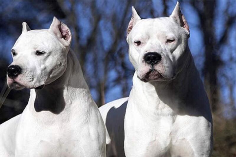 Los animales implicados en el ataque habían protagonizado otros episodios violentos en el pasado