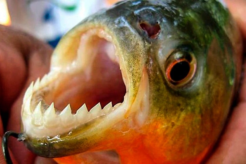 “El primer auxilio y el más efectivo es la prevención", advirtió el Sindicato Único de Guardavidas.