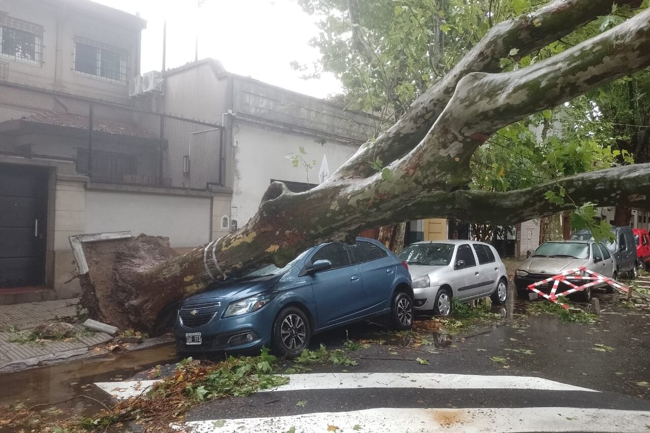 En Villa Crespo un árbol cayó sobre un auto estaionado.