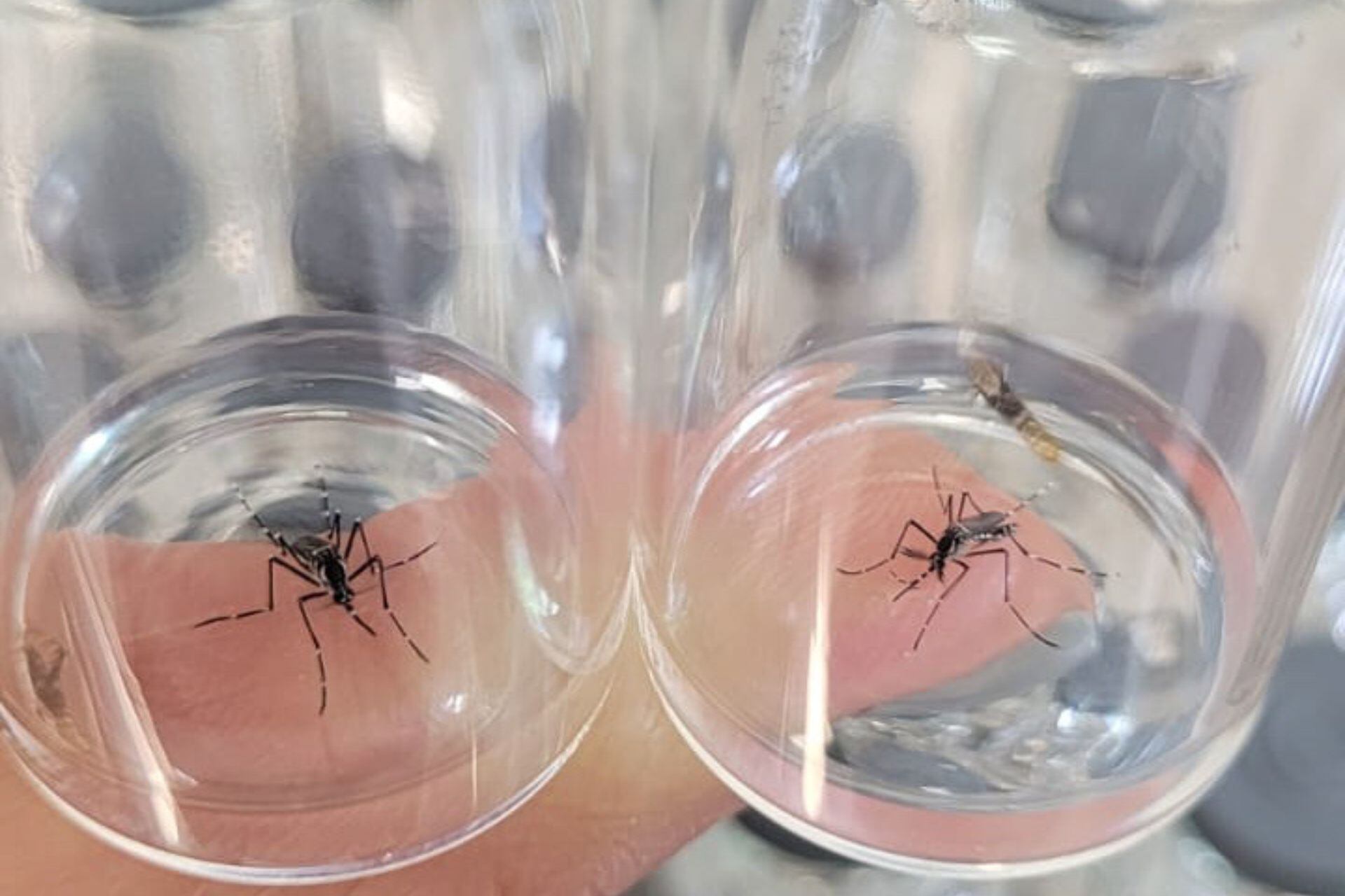 El dengue en Argentina.