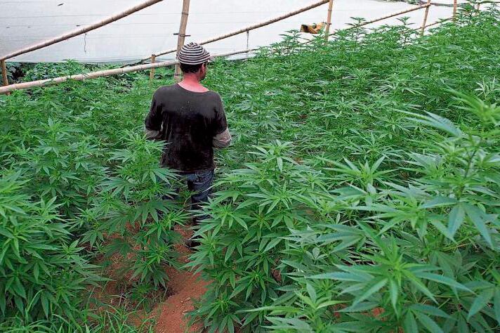 La industria del cannabis en Colombia genera 17,3 empleos agrícolas formales por hectárea y podría generar 7772 empleos agrícolas formales en 2025, así como 26.968 en 2030.