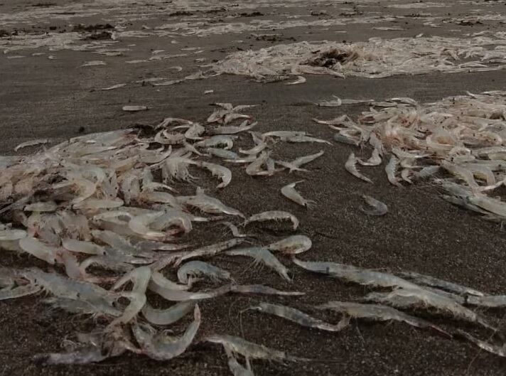 Biólogos y guardavidas manifestaron sorpresa por la aparición de los crustáceos.