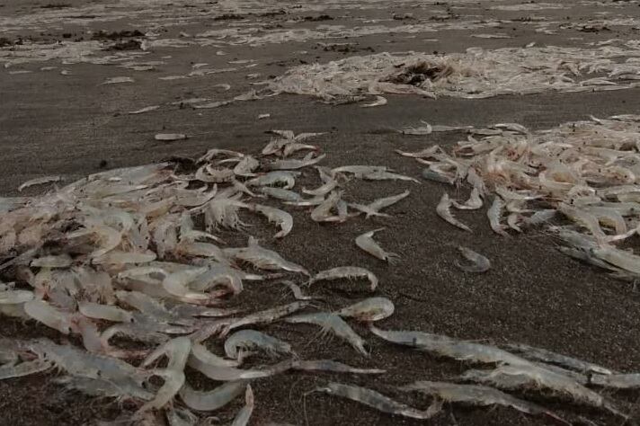 Biólogos y guardavidas manifestaron sorpresa por la aparición de los crustáceos.