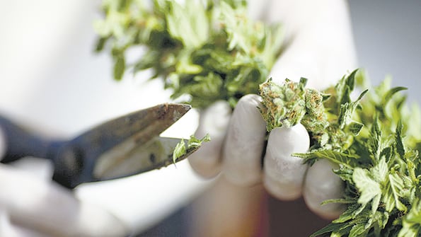 La OMS quiere favorecer la investigación de las propiedades terapéuticas del cannabis.