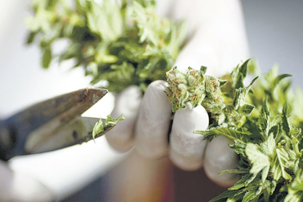 La OMS quiere favorecer la investigación de las propiedades terapéuticas del cannabis.