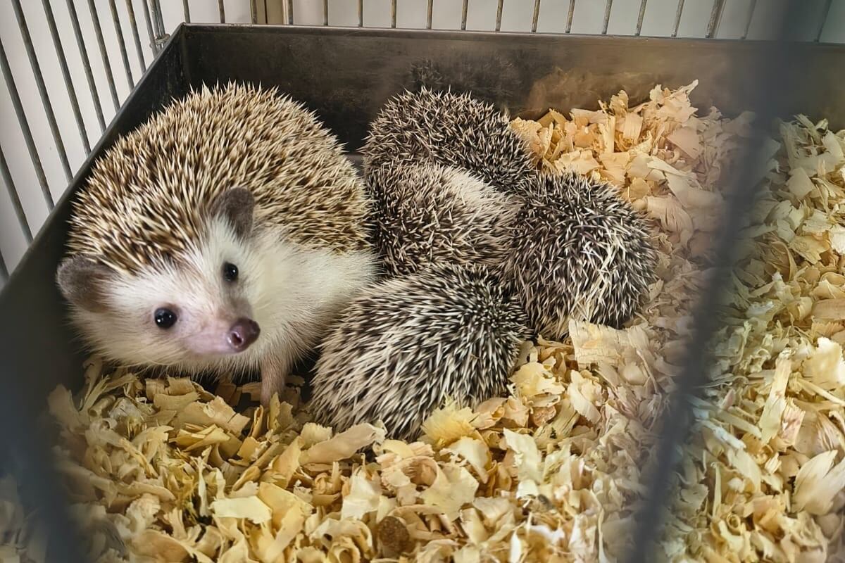 La responsable del criadero, una mujer de 47 años, fue imputada penalmente por infracción a la Ley 14.346, que sanciona el maltrato y los actos de crueldad hacia los animales