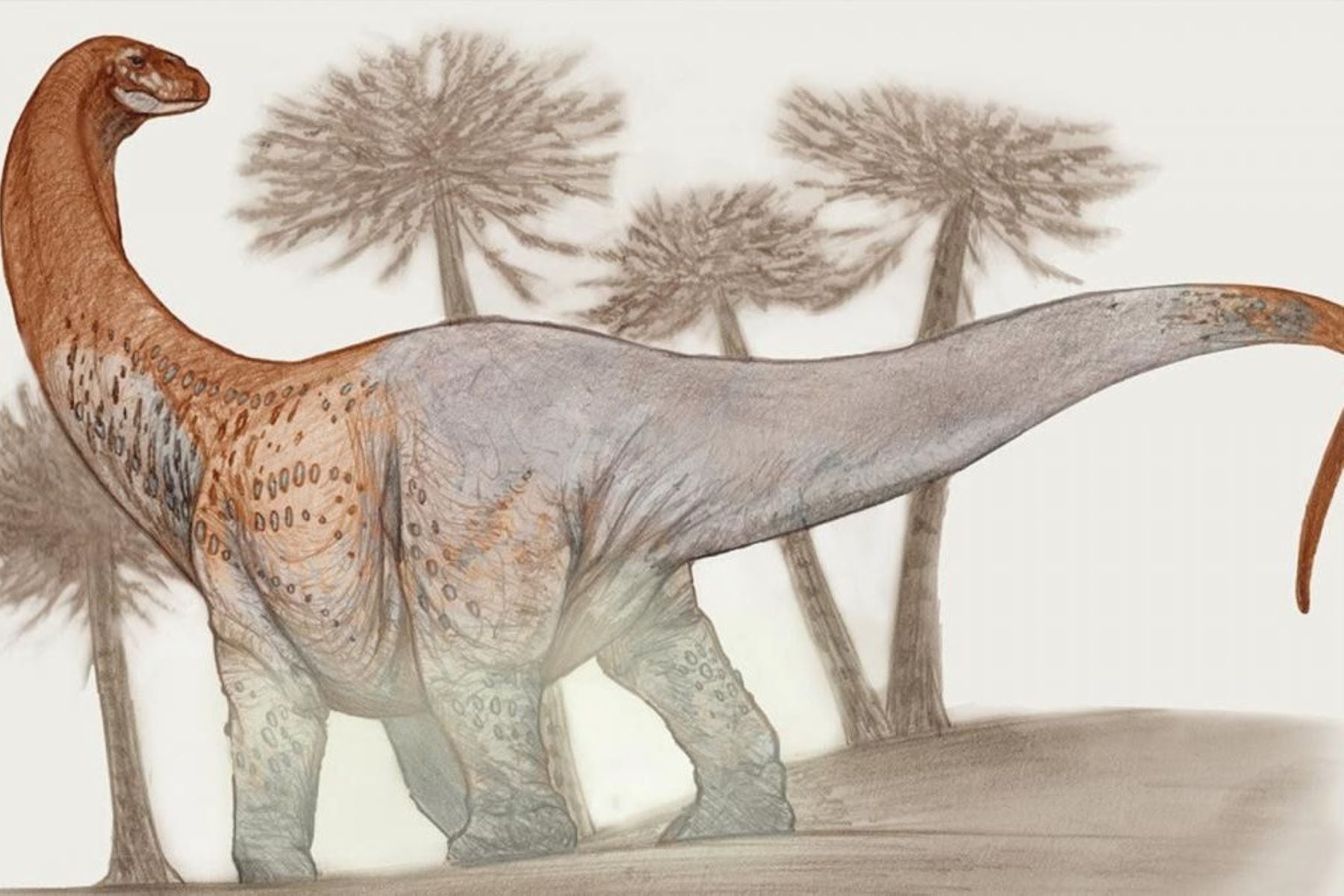 El Chucarosaurus diripienda es uno de los más grandes del mundo, pesaba entre 30 y 50 toneladas y medía 30 emtros de largo. Imagen: Presna Conicet.