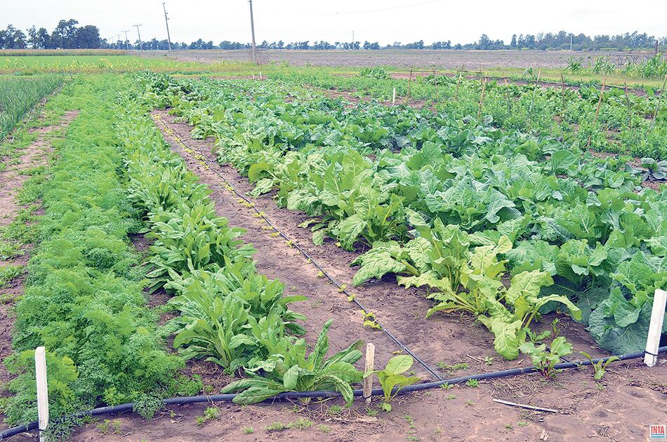 “Muchos productores estamos sufriendo presiones para mudarnos. La principal es el precio del alquiler" explicó a Página/12 Nilda Aveldaño.