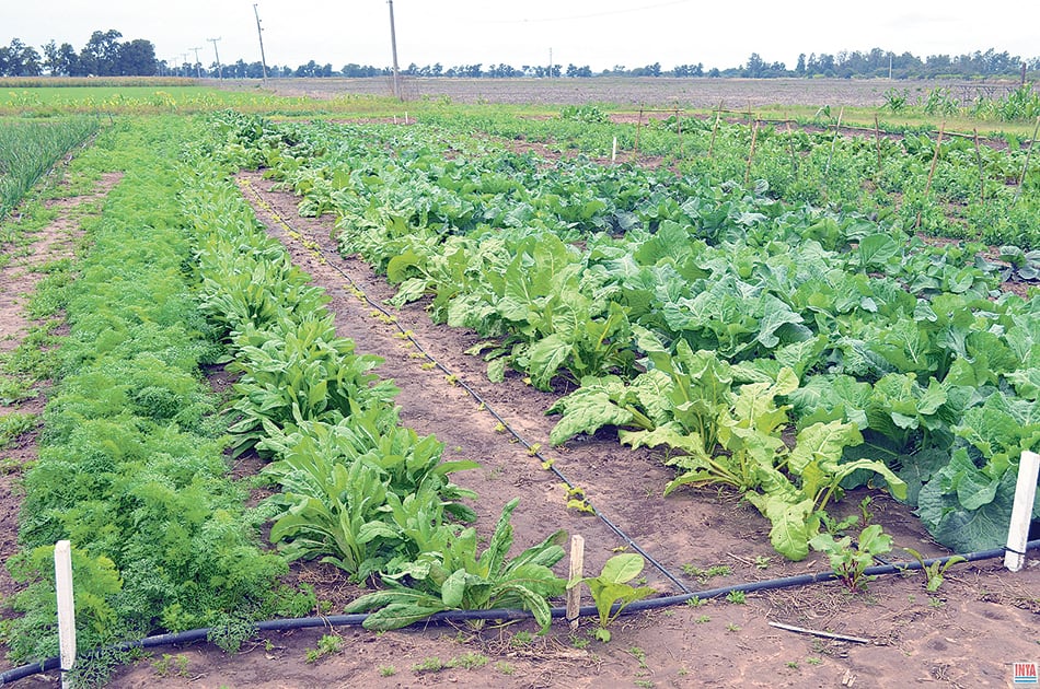 “Muchos productores estamos sufriendo presiones para mudarnos. La principal es el precio del alquiler" explicó a Página/12 Nilda Aveldaño.