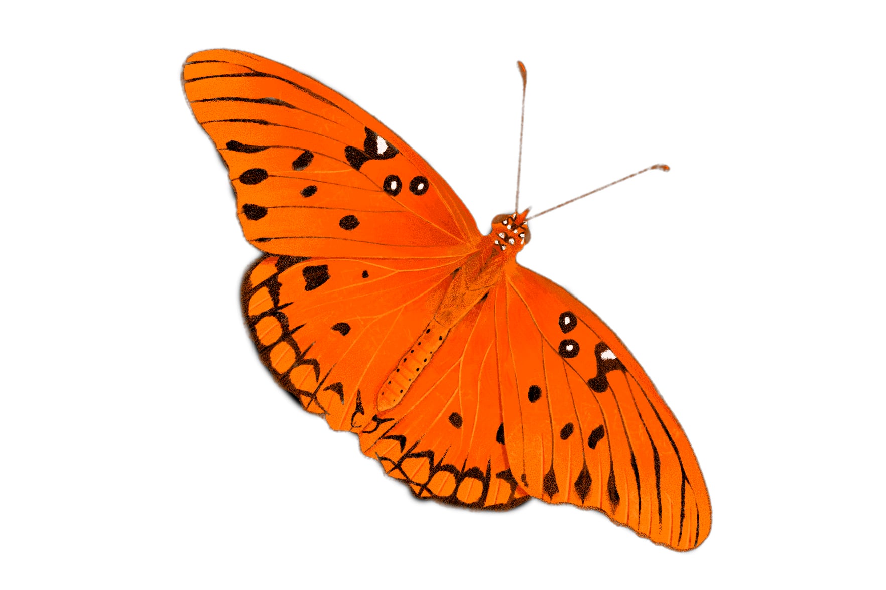 Mariposa contratapa
