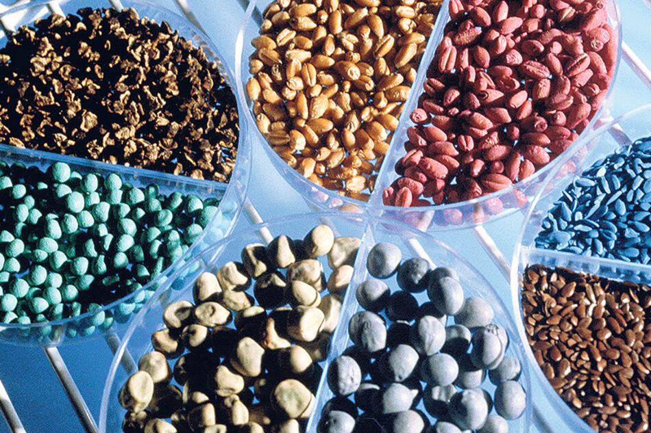 Cuatro grupos de empresas controlan el 90 por ciento de las semillas transgénicas y el 60 por ciento del total.