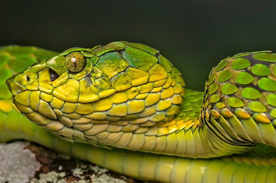 El impacto del meteorito contra el planeta, ocurrido hace 66 millones de años, mató al 75% de las especies animales y vegetales.