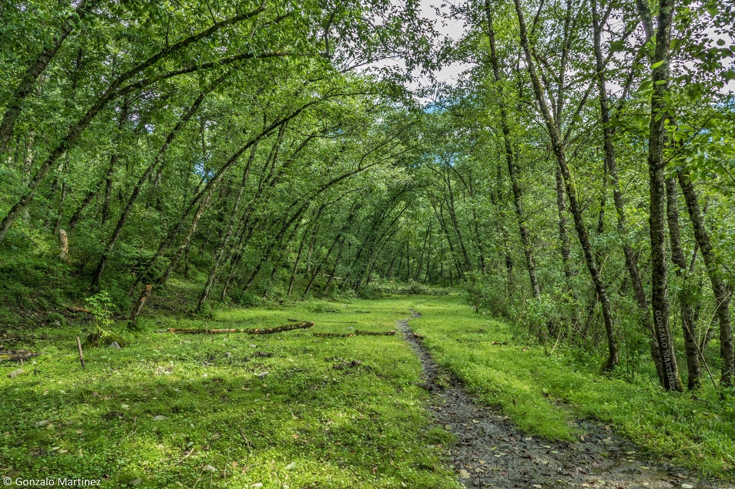 Bosque de Alisos en Aconquija