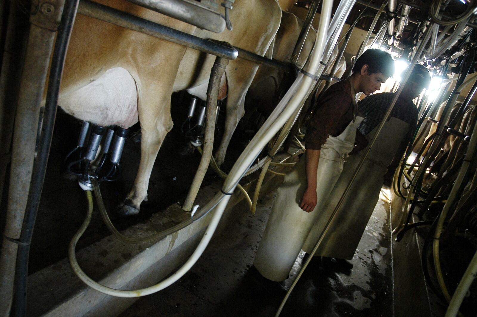 Pese a las mejores condiciones climáticas, este año los tambos bajaron la producción