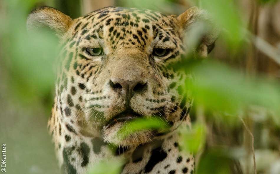 El yaguareté es el principal depredador del continente americano.